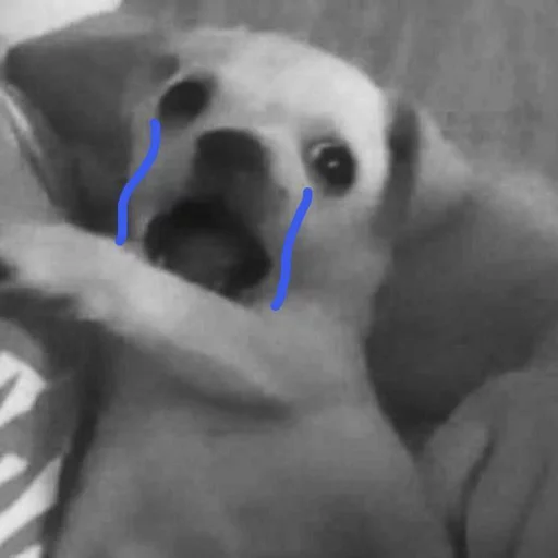 😂 Стикер «Pets Memes» для Telegram