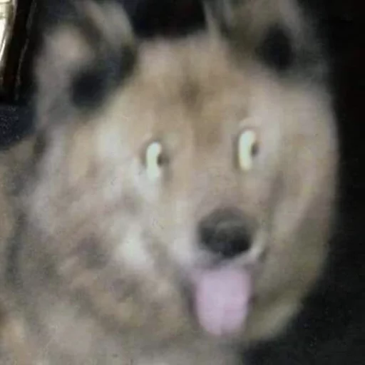 😂 Стикер «Pets Memes» для Telegram