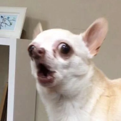😂 Стикер «Pets Memes» для Telegram