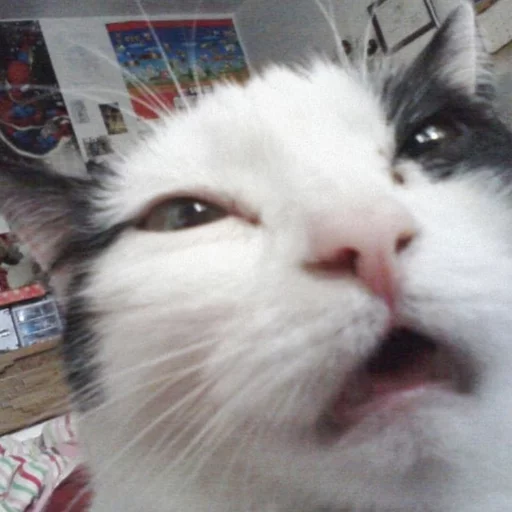 😂 Стикер «Pets Memes» для Telegram
