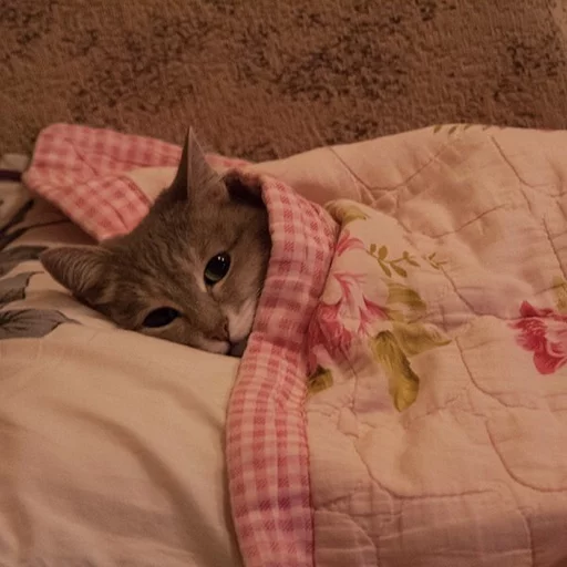 😂 Стикер «Pets Memes» для Telegram