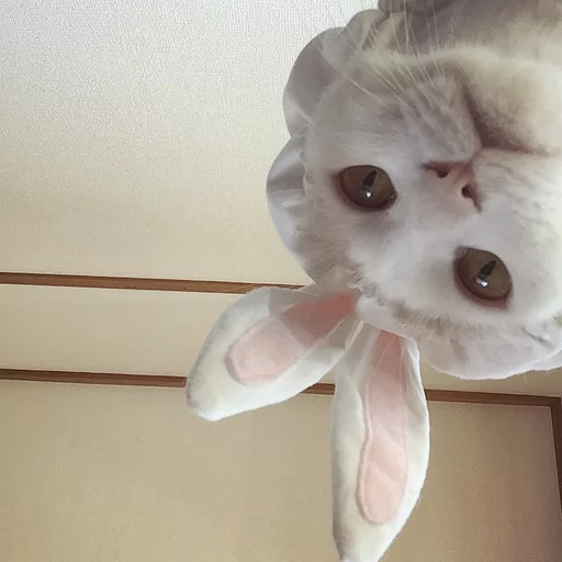 😂 Стикер «Pets Memes» для Telegram