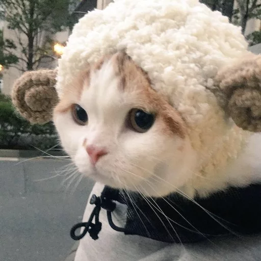 😂 Стикер «Pets Memes» для Telegram