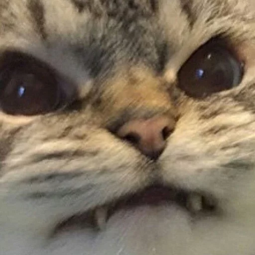 😂 Стикер «Pets Memes» для Telegram