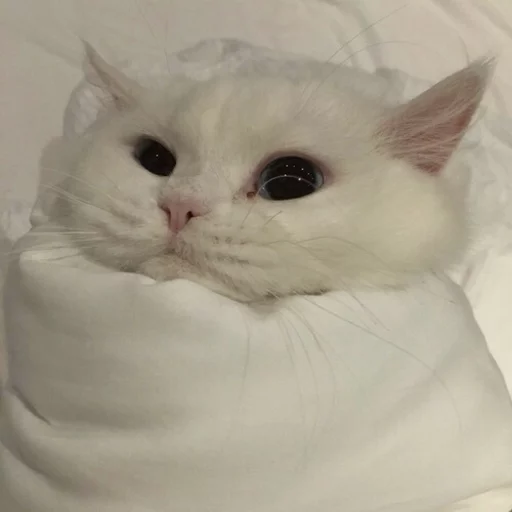 😂 Стикер «Pets Memes» для Telegram