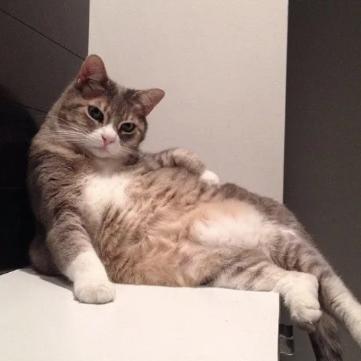 😂 Стикер «Pets Memes» для Telegram