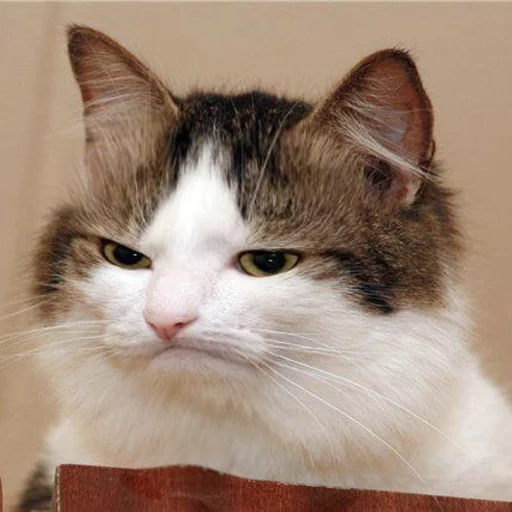 😂 Стикер «Pets Memes» для Telegram