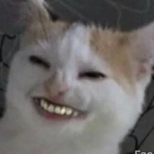 😂 Стикер «Pets Memes» для Telegram
