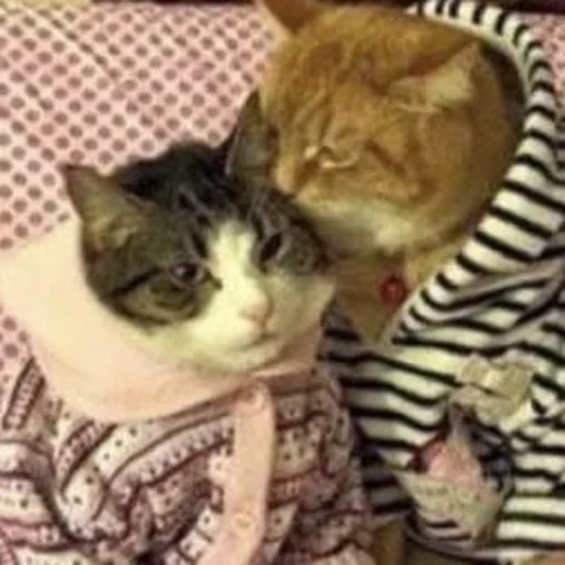 😂 Стикер «Pets Memes» для Telegram
