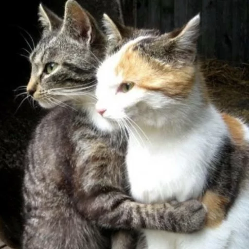 😂 Стикер «Pets Memes» для Telegram