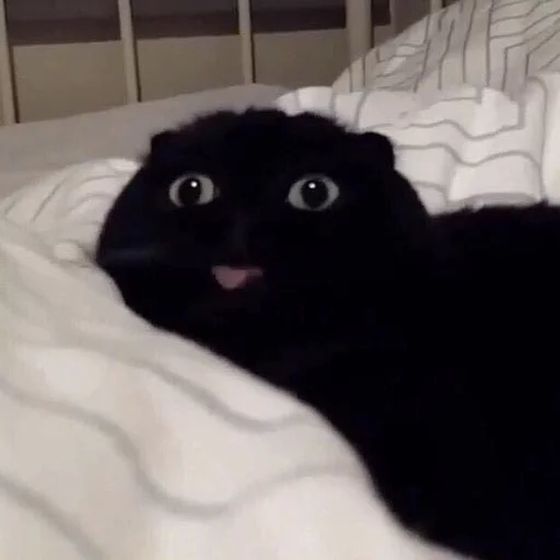 😂 Стикер «Pets Memes» для Telegram