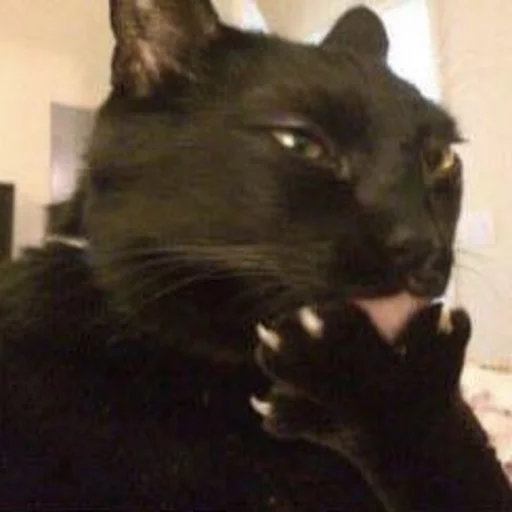 😂 Стикер «Pets Memes» для Telegram