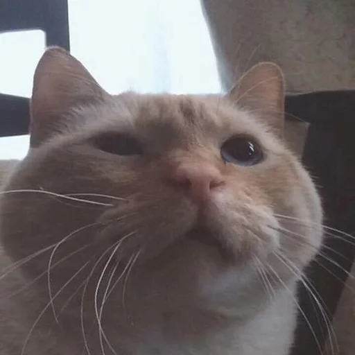 😂 Стикер «Pets Memes» для Telegram