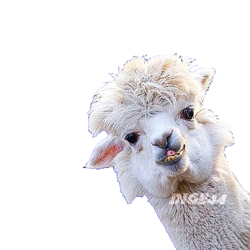 🦙 Стикер «ANIMALS EMOJI» для Telegram