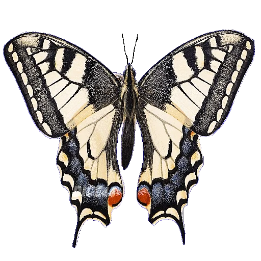 🦋 Стикер «ANIMALS EMOJI» для Telegram