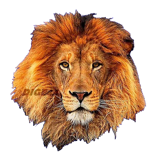 🦁 Стикер «ANIMALS EMOJI» для Telegram