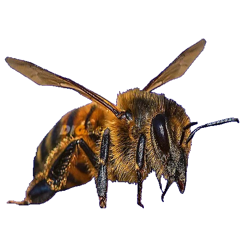 🐝 Стикер «ANIMALS EMOJI» для Telegram