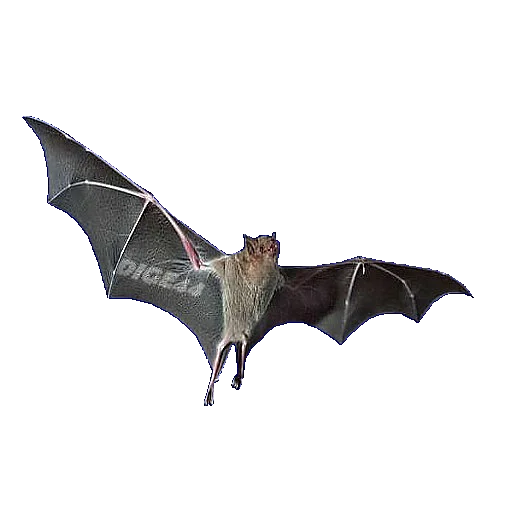 🦇 Стикер «ANIMALS EMOJI» для Telegram