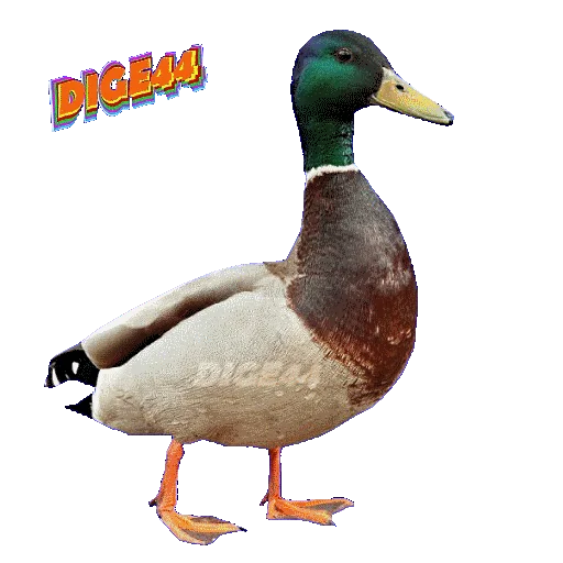 🦆 Стикер «ANIMALS EMOJI» для Telegram