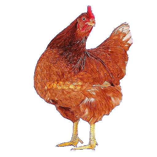 🐓 Стикер «ANIMALS EMOJI» для Telegram