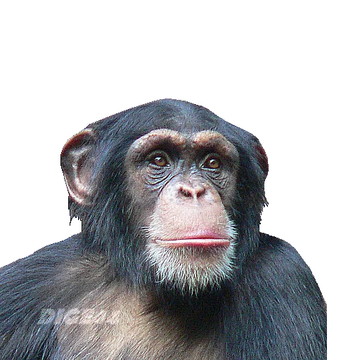 🐵 Стикер «ANIMALS EMOJI» для Telegram