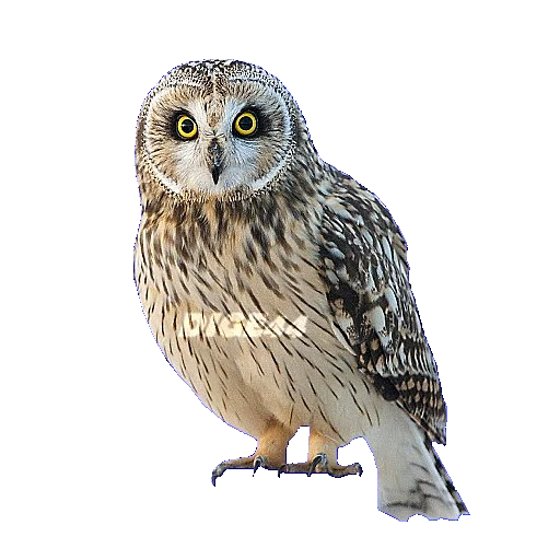 🦉 Стикер «ANIMALS EMOJI» для Telegram