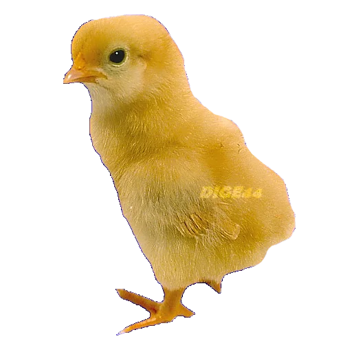 🐤 Стикер «ANIMALS EMOJI» для Telegram