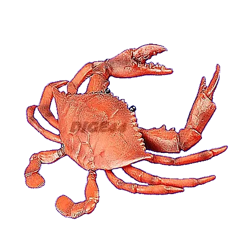 🦀 Стикер «ANIMALS EMOJI» для Telegram