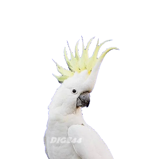 🦜 Стикер «ANIMALS EMOJI» для Telegram