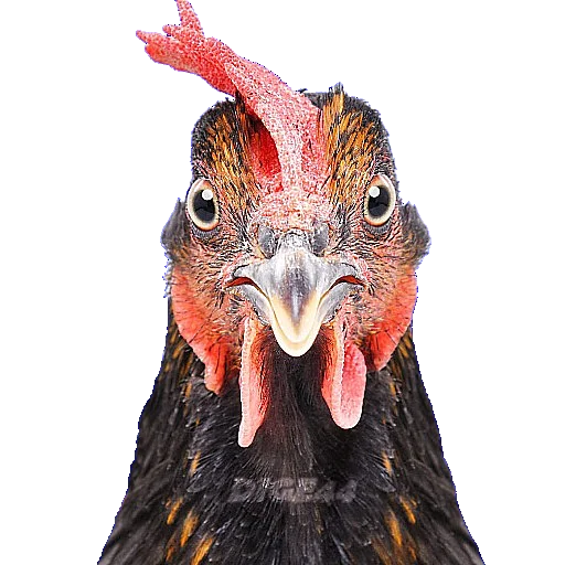 🐔 Стикер «ANIMALS EMOJI» для Telegram