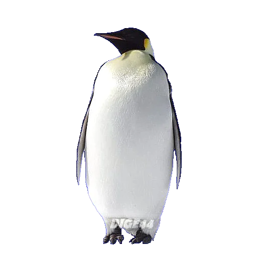 🐧 Стикер «ANIMALS EMOJI» для Telegram
