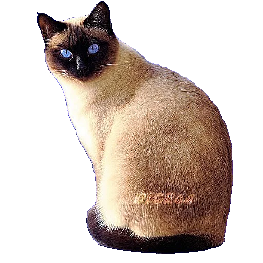 🐱 Стикер «ANIMALS EMOJI» для Telegram