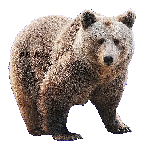 🐻 Стикер «ANIMALS EMOJI» для Telegram