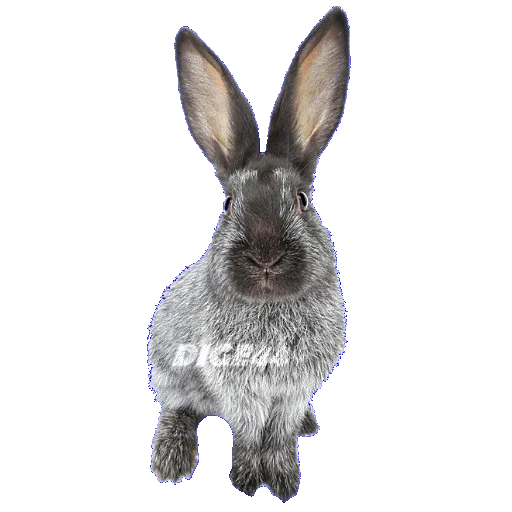 🐰 Стикер «ANIMALS EMOJI» для Telegram