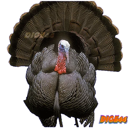 🦃 Стикер «ANIMALS EMOJI» для Telegram