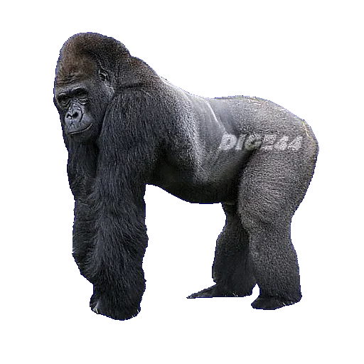 🦍 Стикер «ANIMALS EMOJI» для Telegram