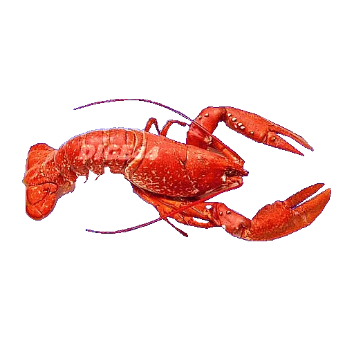 🦞 Стикер «ANIMALS EMOJI» для Telegram