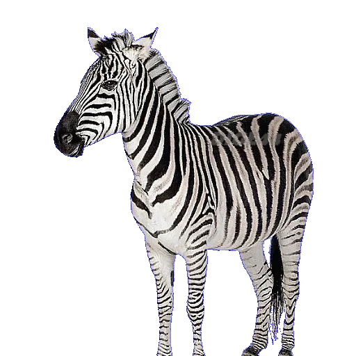 🦓 Стикер «ANIMALS EMOJI» для Telegram