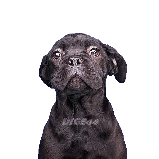 🐶 Стикер «ANIMALS EMOJI» для Telegram