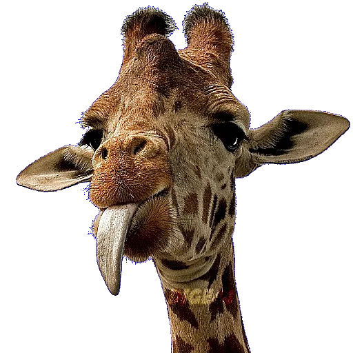 🦒 Стикер «ANIMALS EMOJI» для Telegram