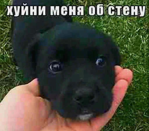 🙂 Стикер «ебучие животные» для Telegram