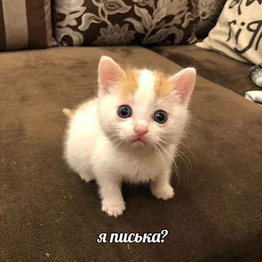 🥶 Стикер «ебучие животные» для Telegram