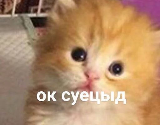Стикерпак ебучие животные для Telegram