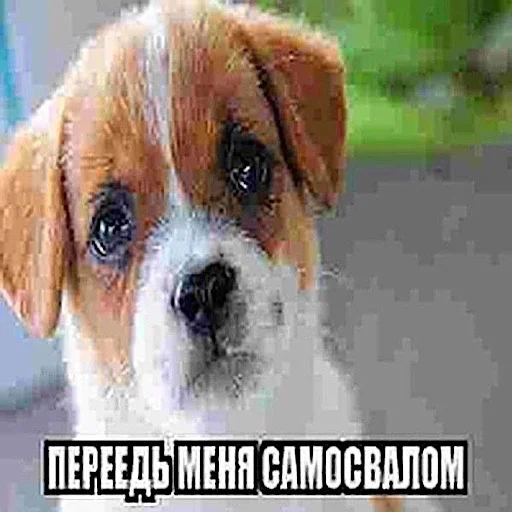 😇 Стикер «ебучие животные» для Telegram