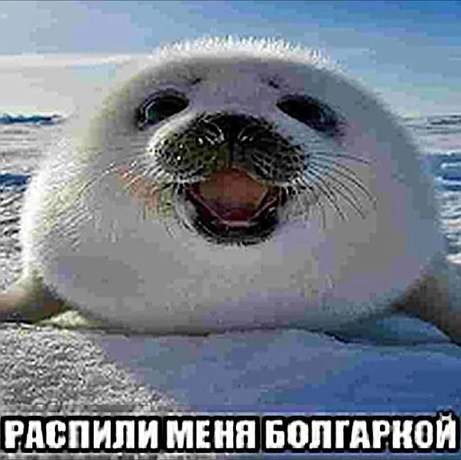 😃 Стикер «ебучие животные» для Telegram