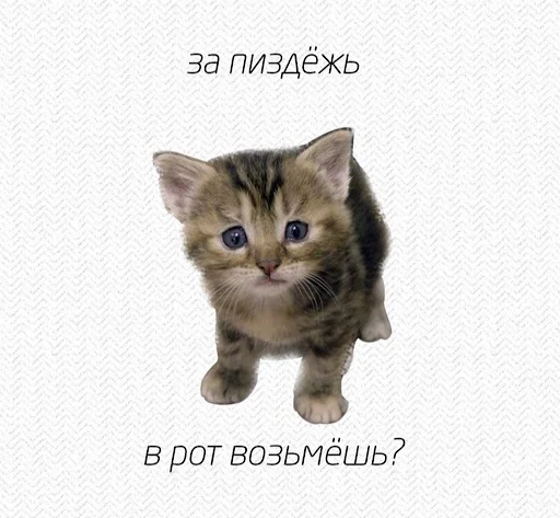 😉 Стикер «ебучие животные» для Telegram