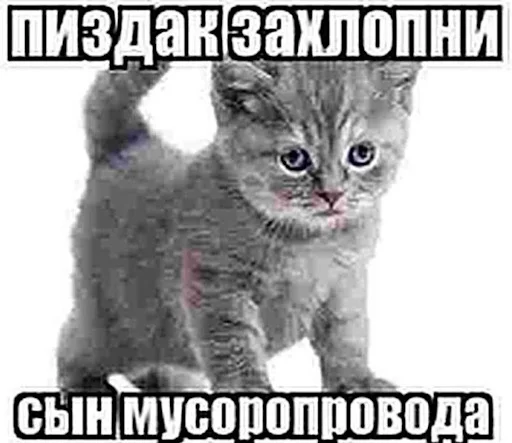 🤨 Стикер «ебучие животные» для Telegram