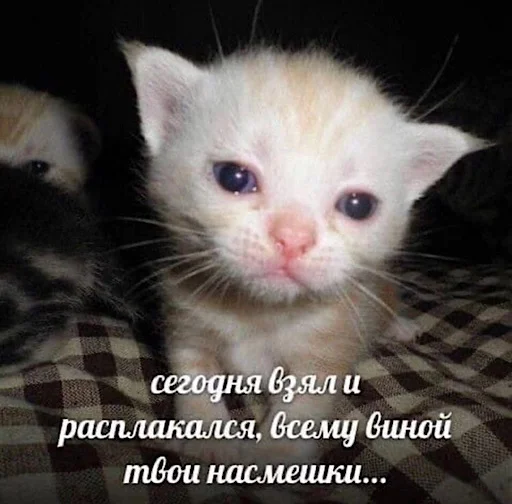 😵‍💫 Стикер «ебучие животные» для Telegram