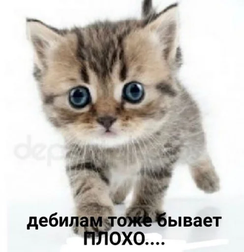 🤪 Стикер «ебучие животные» для Telegram