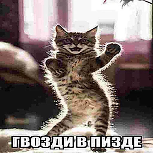 🤤 Стикер «ебучие животные» для Telegram